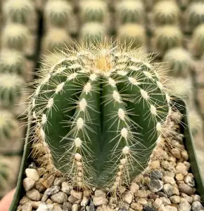 Live Balloon Cactus Plant - Parodia Magnifica Plant - Ball Cactus Plant - Rounded Ball Cactus Plant- 4 Inch Pot