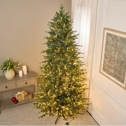 Blue Spruce