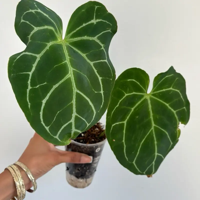 Anthurium Crystallium