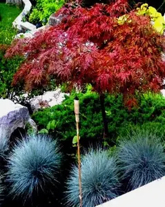 5 DWARF Japanese Red Linear Leaf Maple Tree Seeds Acer Scolopendrifolium Bonsai
