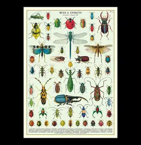 Bugs & Insects Poster Wrap