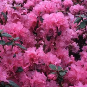 Olga Mezitt Rhododendron