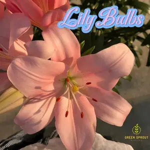 Dutch chrysanthemum bulbs grow all year round, hardy, fragrant, cut flowers, flowers, gardening, garden