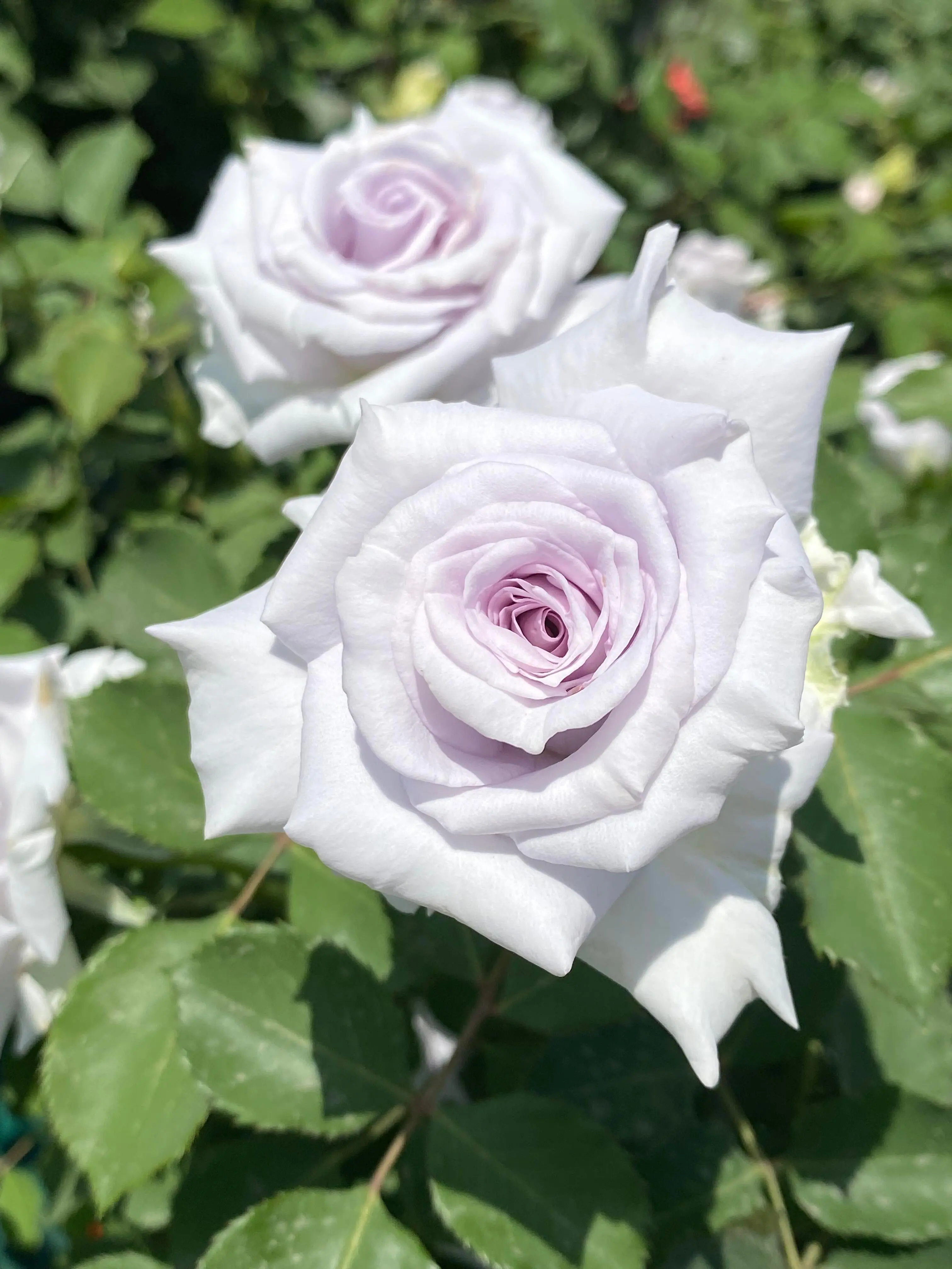 Rose [ Grawn Blue ] 1.5Gal Own Root Live Plant| Rare Hardy Lavender Blue Cut Rose | Elegant High-Centered Blooms | Repeat Flowering Shrub