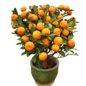 30 Washington Navel Orange Seeds Non-GMO Delicious Sweet Fragrant and Seedless Fruits Citrus Sinensis Easy Care Plants for Garden Home