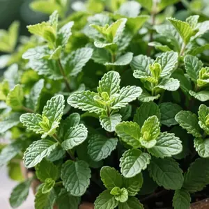 1000 Mint Seeds Fresh Culinary Herb for Tea Drinks and Garden Growing Ideal for Containers Windowsills and Outdoor Beds Fast Growth and Continuous Harvests