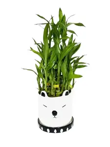 Three Layer Live Lucky Bamboo Barry Pot Indoor plant Home Decor Arrangement with FREE Super Green Plant Food