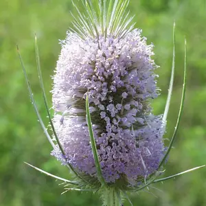 Teasel Root Organic Seeds (Dipsacus fullonum) – Biennial herb with spiky flowers, used in traditional medicine. Attracts pollinators and thrives in poor soils.