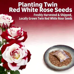 （QD#ZR）Red & White Rose Flower Seeds - Timeless Elegant Bloomsfor Home Gardens, Borders, Patio Planters & Outdoor Decor,Pollinator Friendly, Simple to Grow for All Gardening Levels