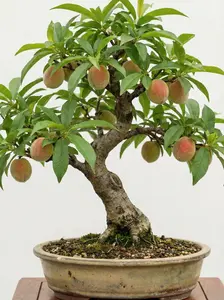20 Dwarf Peach Fruit Tree Seeds Non-GMO Seeds Early Maturing Plant Self-Fertilization Decilious Fruit to Plant Indoor/Outdoor Easy to Gow Garden Seeds