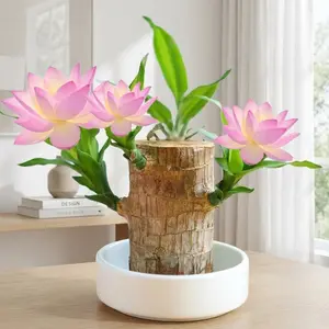 Low-Maintenance Brazilian Wood Growing Kit – Hydroponic Mini Desk Plant with Doll & Plate | Perfect for Hot Humid Home Office & Desktop Ornament