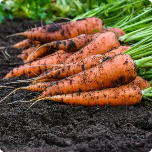 Danvers Half Long Carrot Organic Seeds (Daucus carota) – Classic heirloom with rich orange roots and excellent flavor. Adaptable to heavy soils, these stubby carrots store well and offer a crunchy texture perfect for raw snacks, roasting, or juicing.