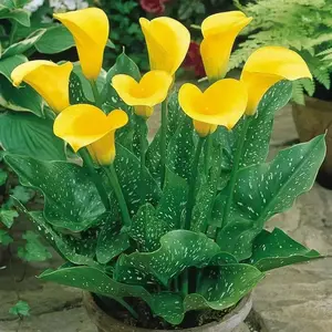 Calla Lily bulb ,Florex Gold, Houseplant