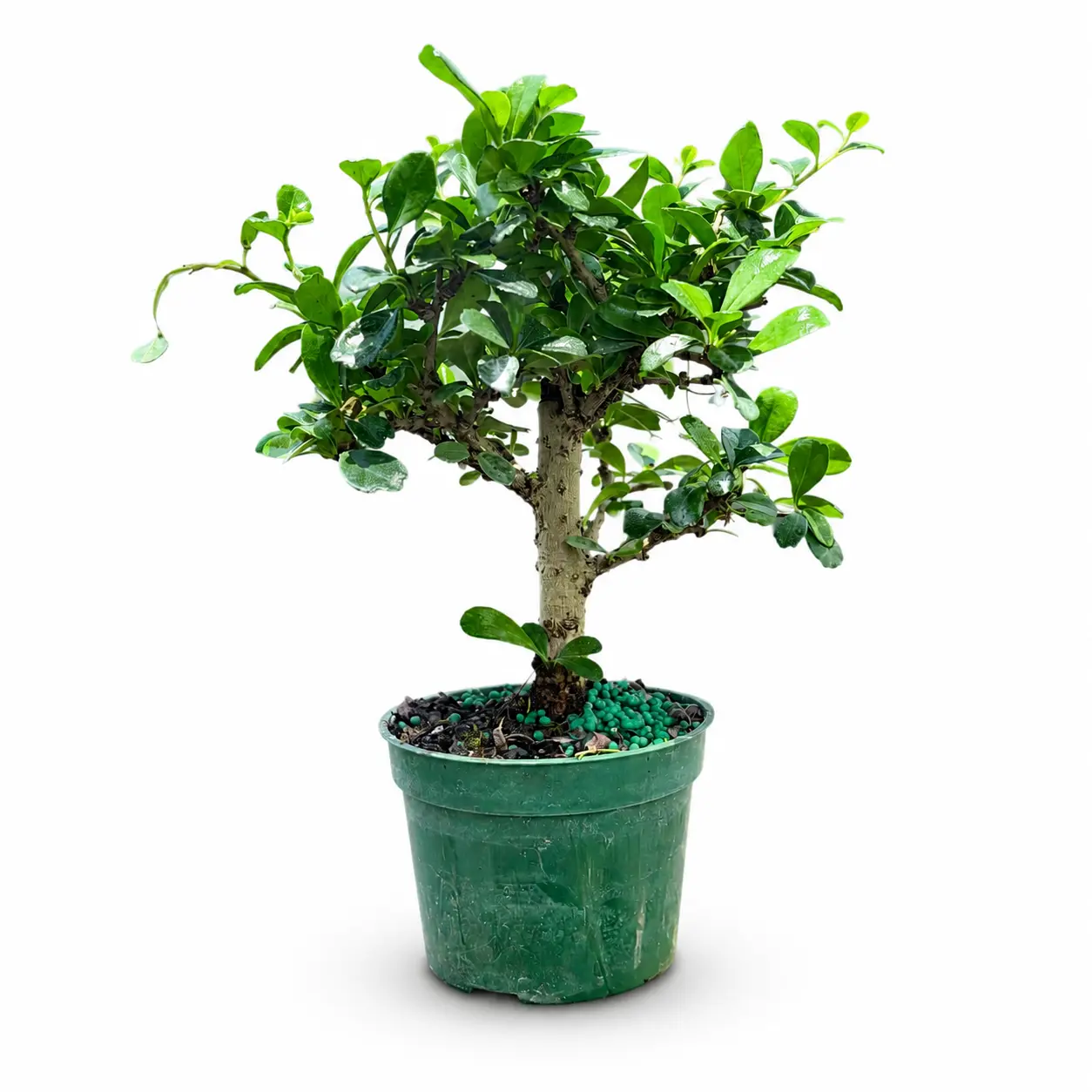 Fukien Tea in 4"Pot - Pre-Bonsai