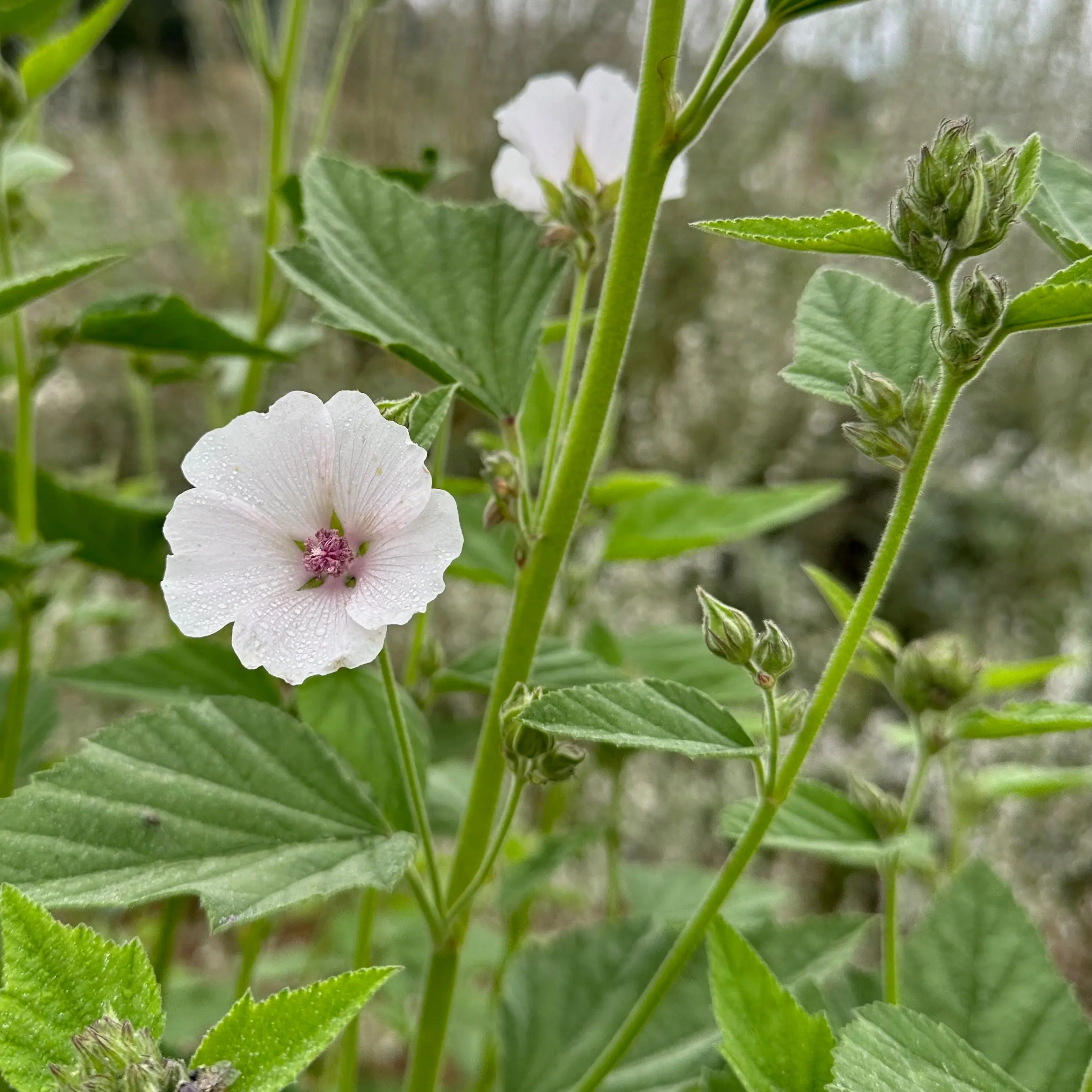 Marshmallow Seeds for Planting: Mucilaginous Roots for Tea or Cosmetics, Goopy Water, Okra Family Plant, Certified Organic - 50 Seed Packet / Bulk Pack