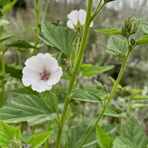 Marshmallow Seeds for Planting: Mucilaginous Roots for Tea or Cosmetics, Goopy Water, Okra Family Plant, Certified Organic - 50 Seed Packet / Bulk Pack