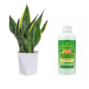 Live Only，Snake Plant Live Indoor Plant | Low Maintenance Air Purifying Houseplant, Easy Care Decor for Home & Office