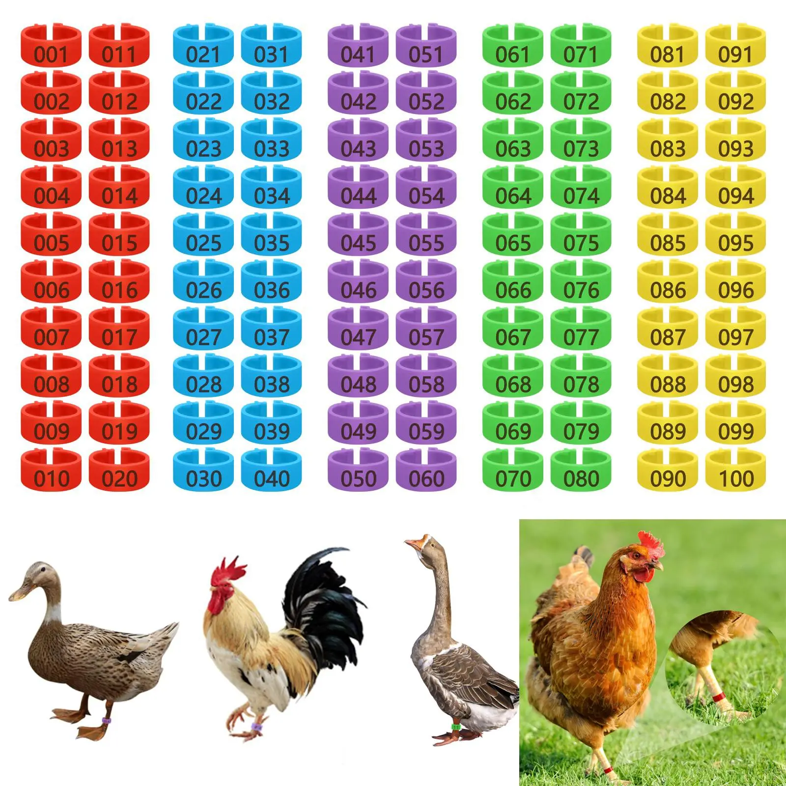 100 Pcs Color-Coded Numbered Chicken Leg Bands(for 1.1 To 5.5 Pounds), 0.62 Inch Colorful Numbered Poultry Leg Rings, Clip-On Leg Tags for Chickens Ducks and Goose