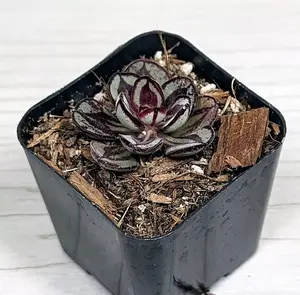 Succulent Plant - Echeveria Nodulosa - Painted Lady - Live Plant In 2" Pot