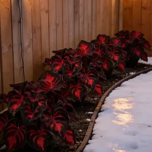 Hosta Seeds Perennial Shade Plant for Garden and Yard Non-GMO 800 Seeds Pack for Border Woodland Paths Easy to Grow for Landscaping