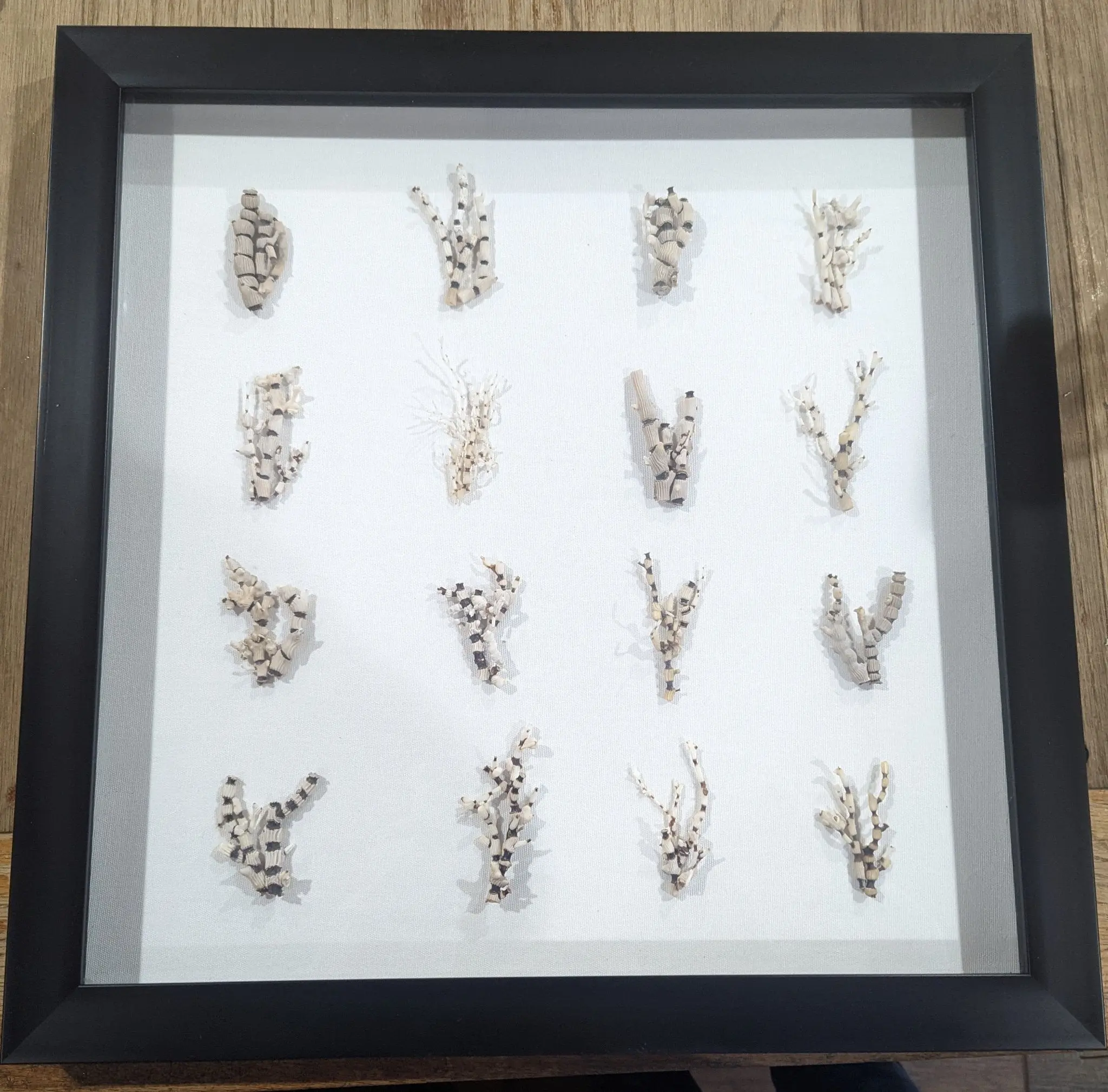 Black Frame Bamboo Princess Coral Shadow Box – Coastal Wall Art & Home Decor (20x20)