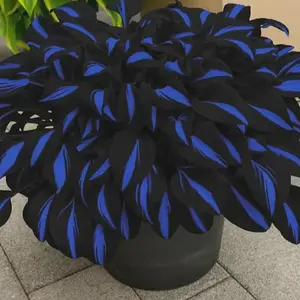 800PCS Hosta Seeds Shade Perennial – Easy Way to Fill Your Garden