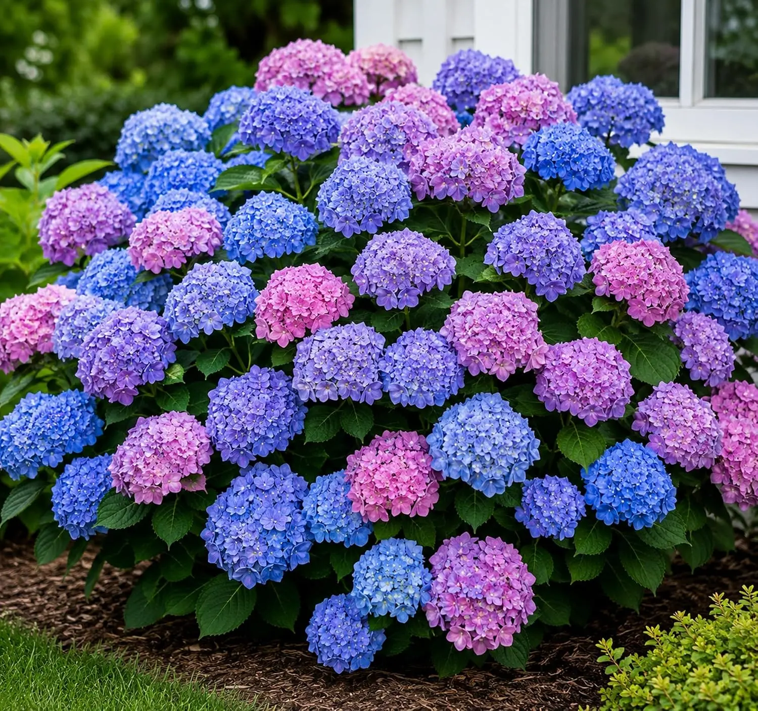 BloomStruck Reblooming Hydrangea Live Plant – Blue & Pink Color-Changing Flowering Shrub for Gardens, Patios & Landscapes