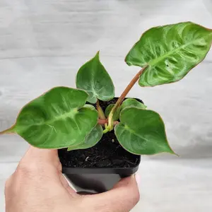 Philodendron billietiae rare live houseplant in 3" pot