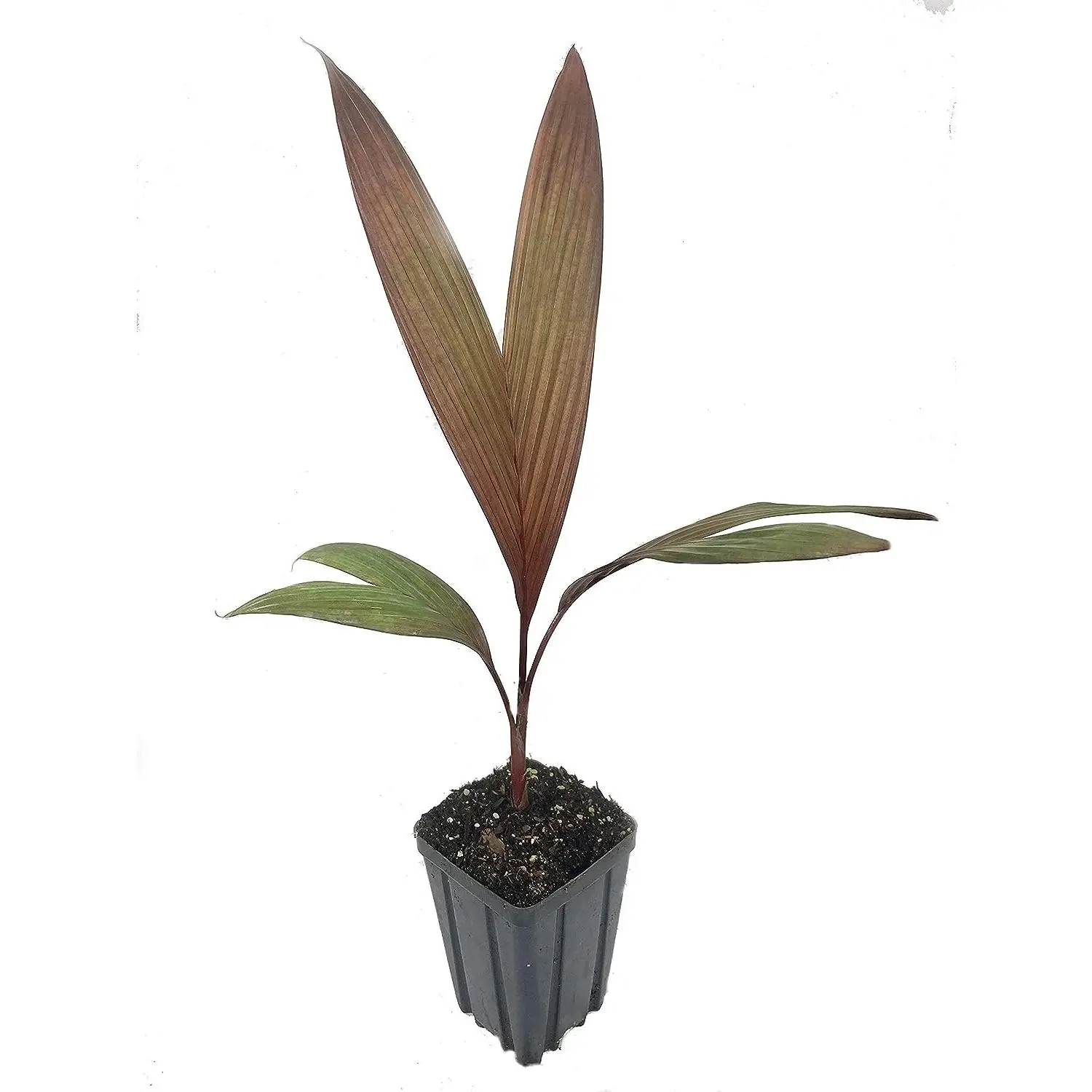 Maroon Crownshaft Palm Tree - Live Plant in a 1 Gallon Growers Pot - Areca Vestiaria - Rare Ornamental Palms from Florida