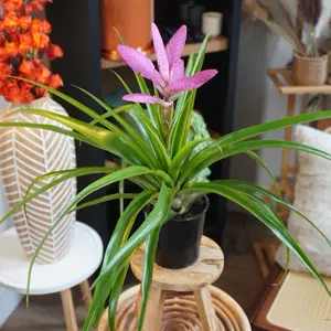 Bromeliad Antonio Pink - 4”