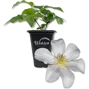 Clematis Huldine - Live Starter Plants in 2 Inch Growers Pots - Starter Plants Ready for The Garden - Rare Clematis for Collectors