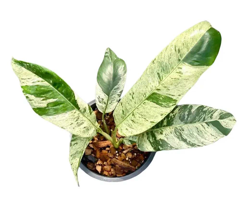 Epipremnum Giganteum Variegated Tissue Culture Live Plant - Epipremnum Giganteum