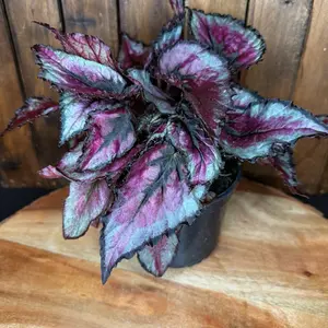Begonia 4in