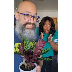 Calathea Lancifolia 'Rattlesnake'