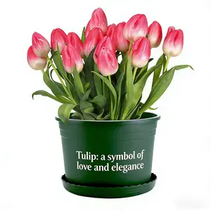 Tulip bulb single plant | Can be used for hydroponics and soil cultivation | Beautiful flowers bloom | Suitable for pot and vase decoration