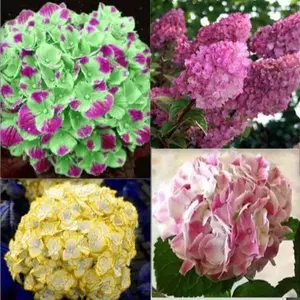 20 EXOTIC RARE HYDRANGEA SEEDS for garden bloom flower bed plant bush