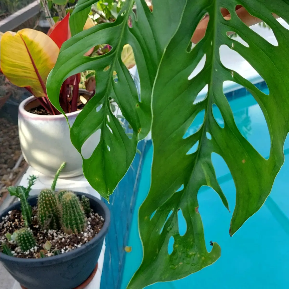 Monstera Adansonii var Laniata Giant form - two leaf cutting Swiss Cheese  plant with ariel roots - roots easy in water - TikTok Shop