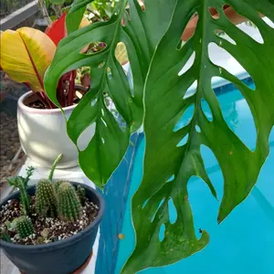 Monstera Adansonii var Laniata Giant form - two leaf cutting Swiss Cheese plant with ariel roots - roots easy in water