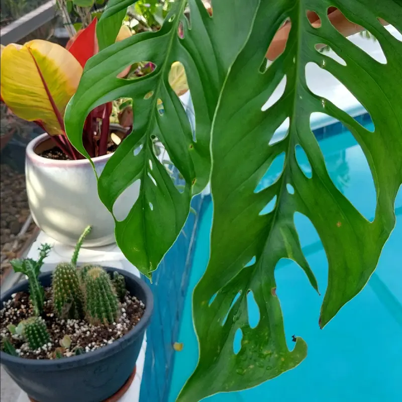 white wizard philodendron Philodendron 'White Wizard'