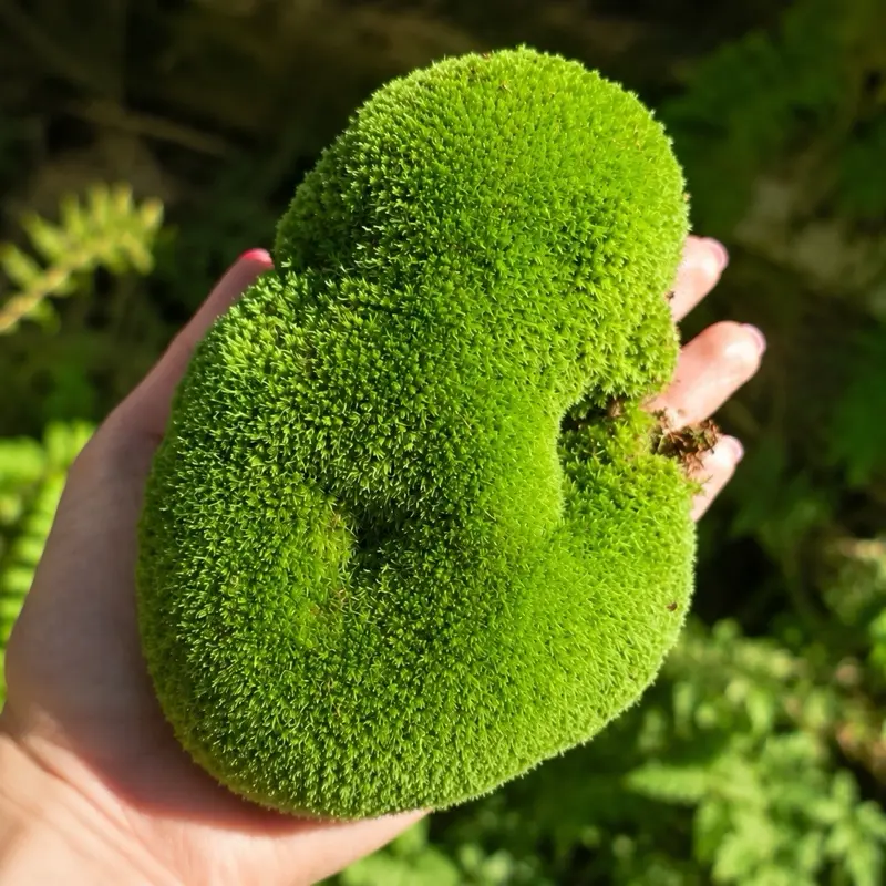 Unpreserved Pin Cushion Moss - Terrarium | Vivarium | Pet exhibits | Plant Moisture Retention | Reptile Terrarium | Fairy Garden | Dough Bowl