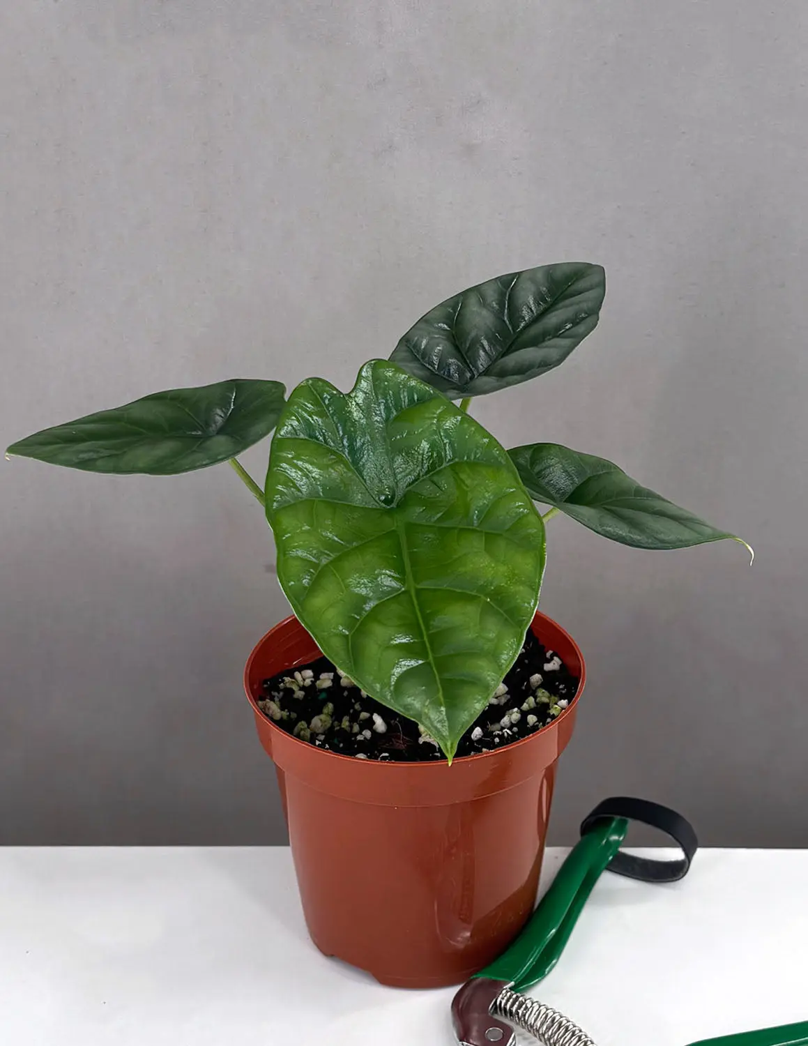 Alocasia Sinuata Quilted Dreams | Elephant Ear Plants