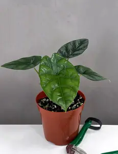 Alocasia Sinuata Quilted Dreams | Elephant Ear Plants