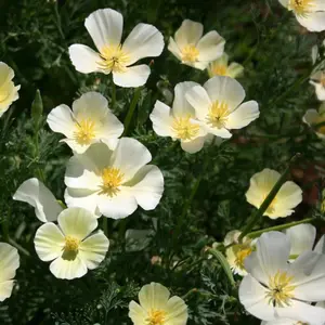 Ivory Castle California Poppy Open Pollinated Seeds (Eschscholzia californica) Stunning creamy-white blooms on hardy plants; perfect for mass plantings and wildflower lawns