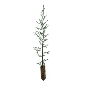 Italian Cypress | Medium Tree Seedling