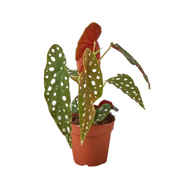 Begonia 'Maculata' indoor plant