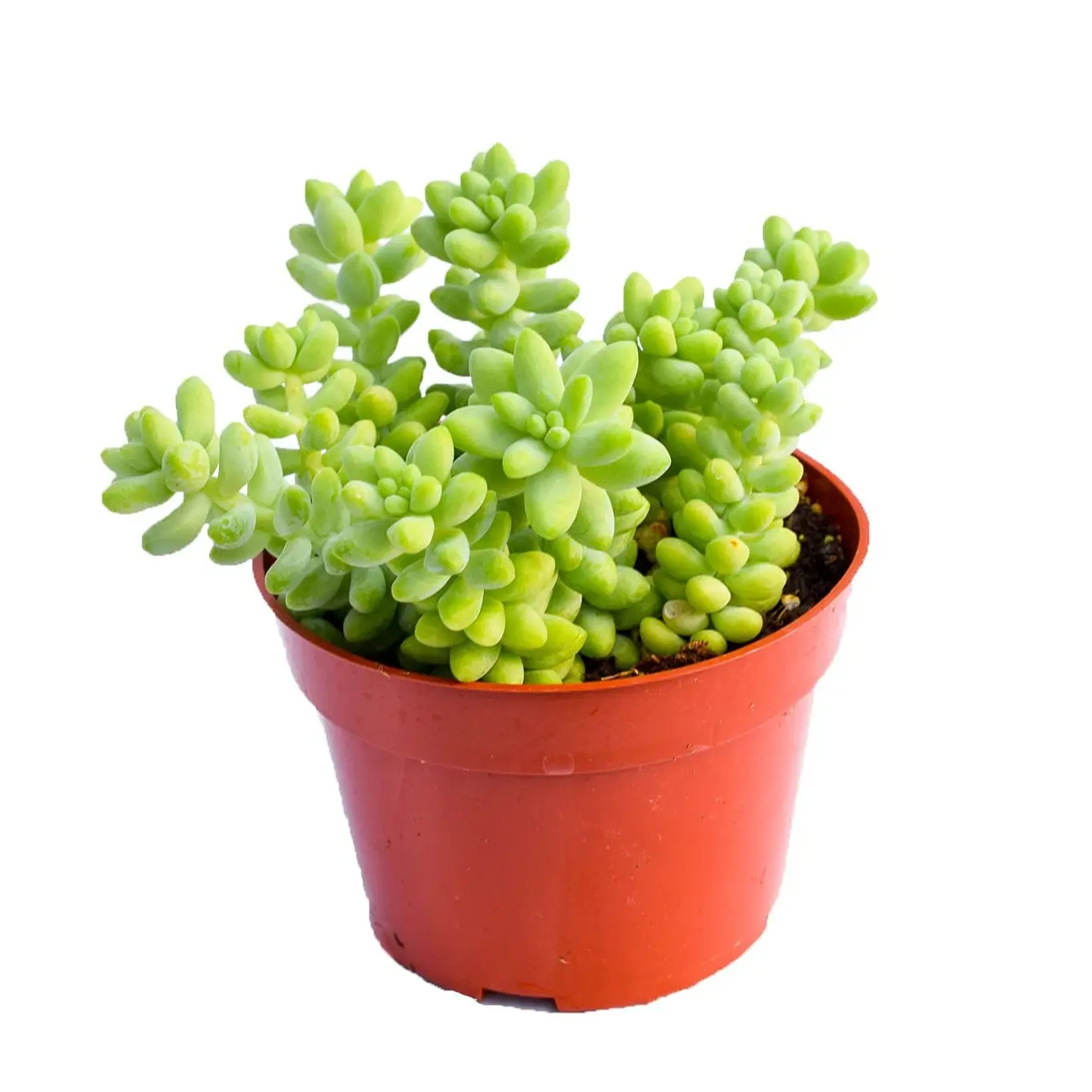 Live Donkey Tail Succulent Plant – Large 2-Inch - Fully Rooted Donkey Tail (Sedum Morganianum) Succulent Plant