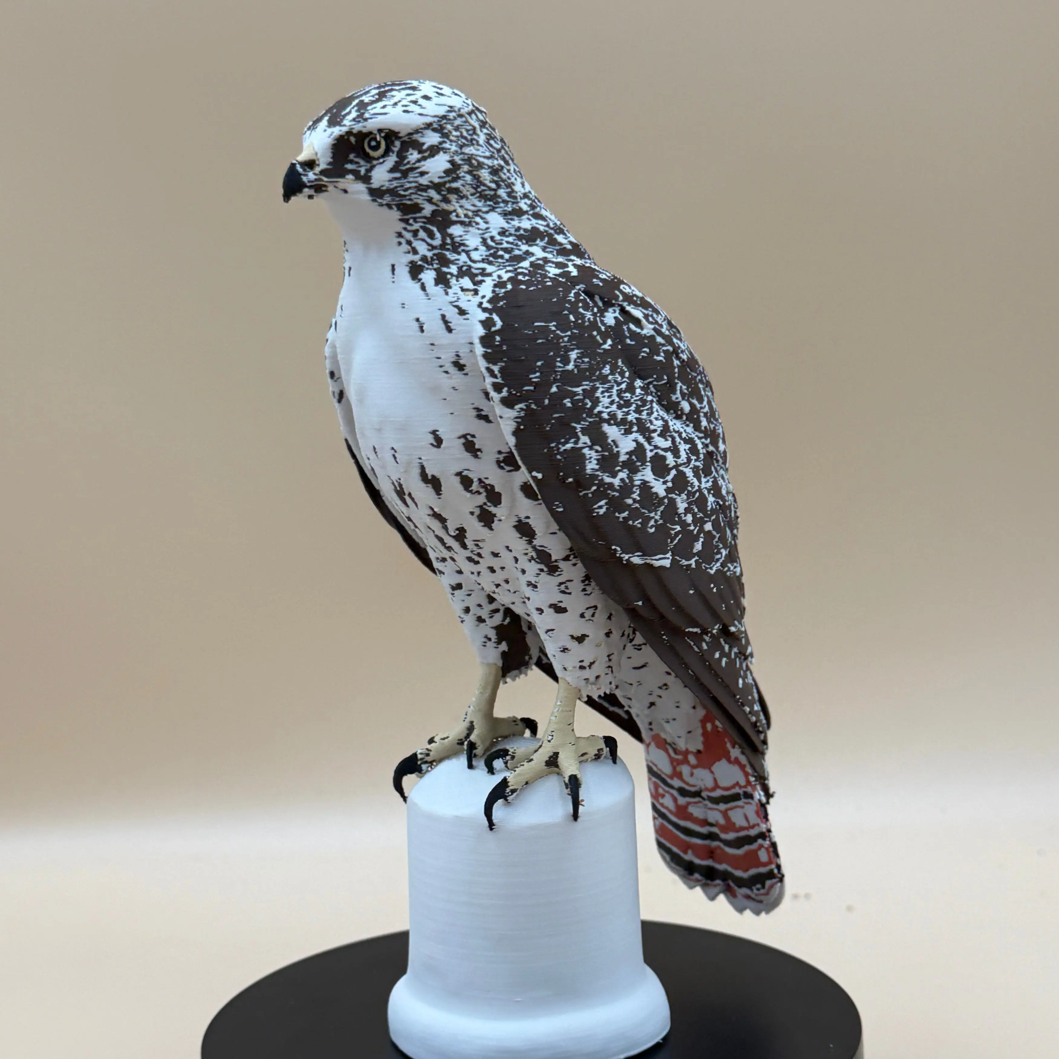 Majestic Red-Tailed Hawk