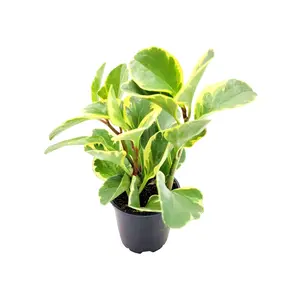 Peperomia Green Variegated, Peperomia obtusifolia, Baby Rubberplant, Pepper Face - House Plants, Tropical Plants, Foliage plants - 4" Pot