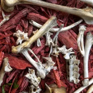 Animal Bones for Protection Ancestor Work Divination Spirit Communication - Natural Specimen for Ritual Use