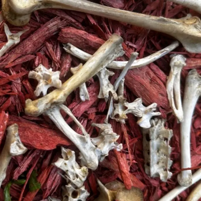 Animal Bones for Protection Ancestor Work Divination Spirit Communication - Natural Specimen for Ritual Use